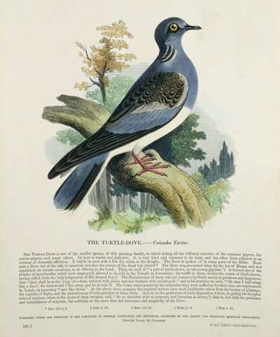 Turteltaube (Columba Turur) von English School